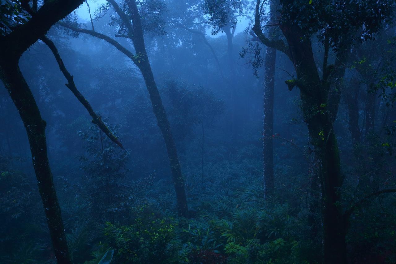 Madhumanthra Resort - Homestay Munnar Esterno foto